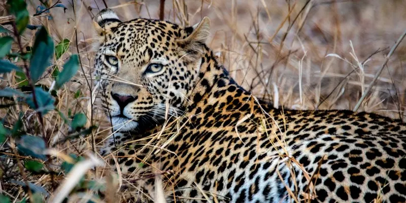 Ingwe Research Program — 200 Leopards, One Full-Time Person, and a Model Worth Watching