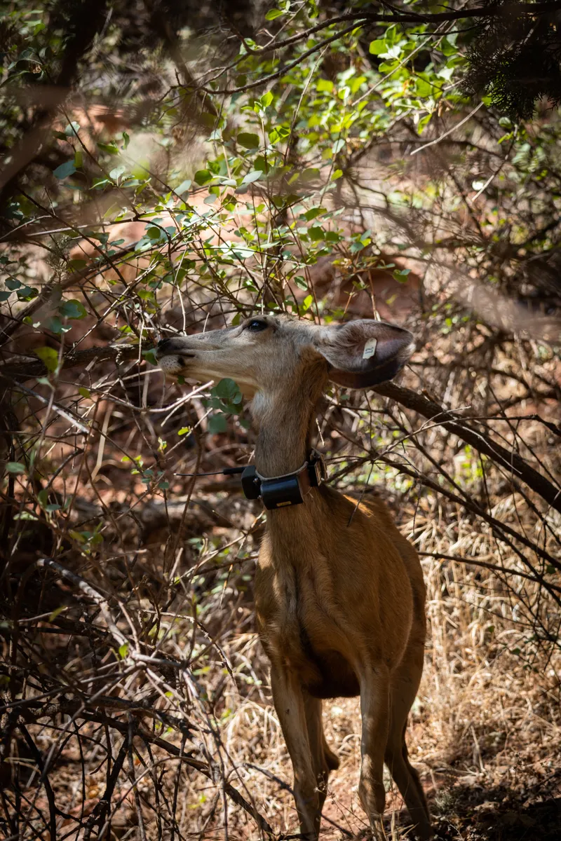 GPS tracking collar on wildlife — GPS collars and tags track animal movement across landscapes, with EarthRanger alone monitoring over 23,000 animals globally