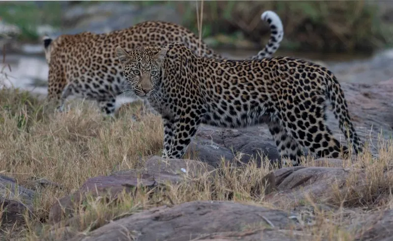 Two leopards in the African savanna — careful species identification is the job of a trained field ranger, not just an AI model