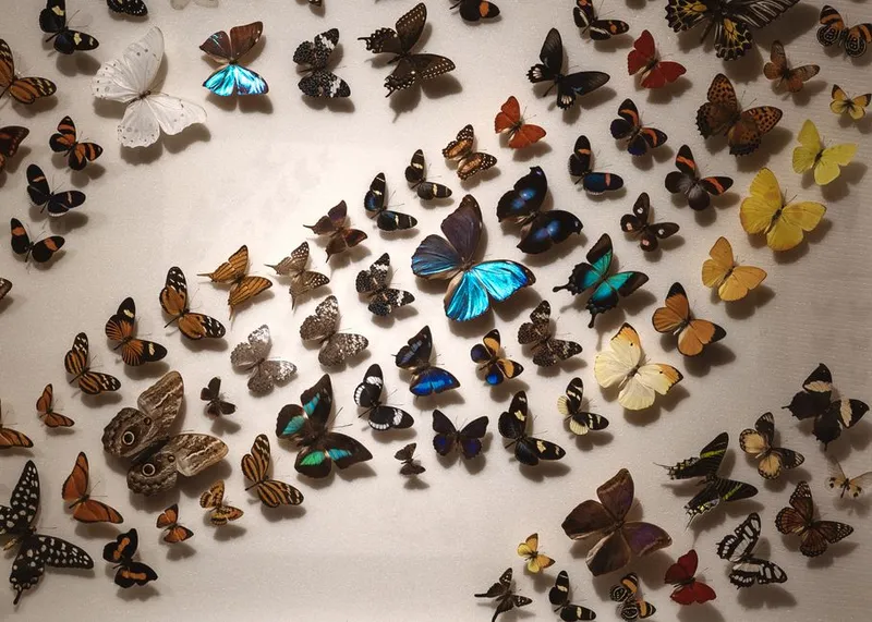 A vibrant collection of diverse butterfly specimens on a white background, representing the museum and herbarium collections that form the historical backbone of GBIF occurrence records