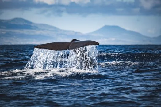 Whale tail fluke above ocean — Flukebook uses Wildbook to identify individual whales and dolphins by fluke patterns