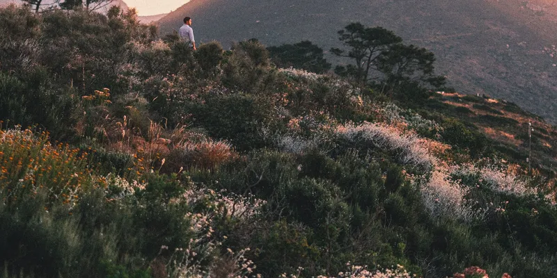 Wildlife Conservation in Cape Town: A Field Guide to the City's Living Systems