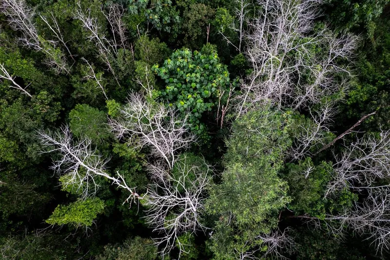 Aerial view of Amazon rainforest canopy — a system that generates its own rainfall