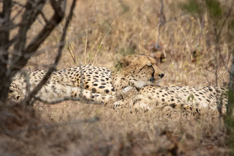 Ranger using a tablet device in the field — modern conservation teams use smartphones, tablets, and specialised apps to collect standardised data that feeds into operations platforms