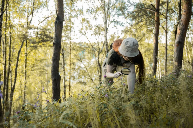 A researcher examining wildflowers with a magnifying glass in a forest, representing the field observation and collection process that feeds biodiversity data into GBIF