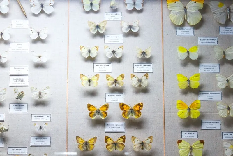 A collection of pinned butterflies arranged systematically in a natural history display, representing the museum specimens and Darwin Core standards that make biodiversity data interoperable through GBIF
