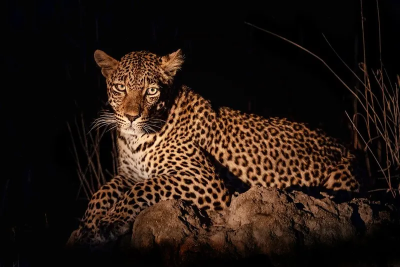 Leopard at night on rocks — camera traps often capture nocturnal species that AI detectors must handle in low light