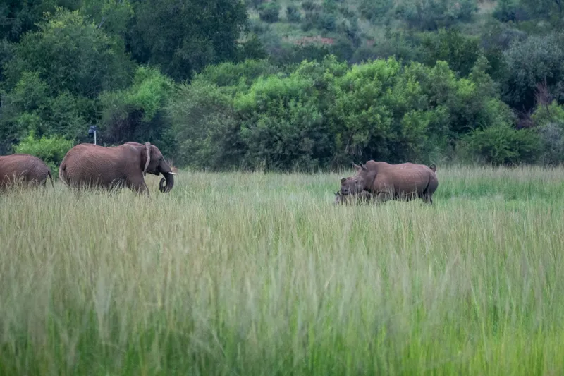 Elephants and rhinoceros grazing in South African grassland — field conservation volunteering means monitoring, not touching