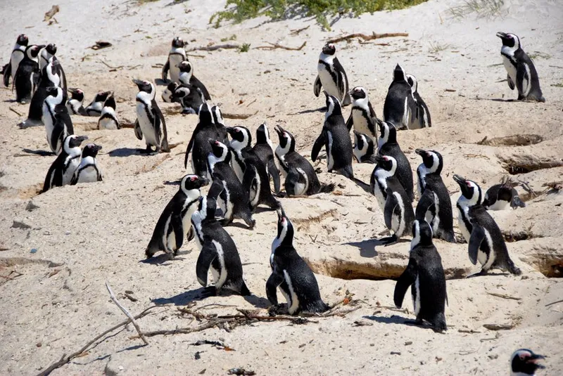 African penguin colony on a sandy beach in South Africa — SANCCOB and APSS rehabilitate endangered seabirds